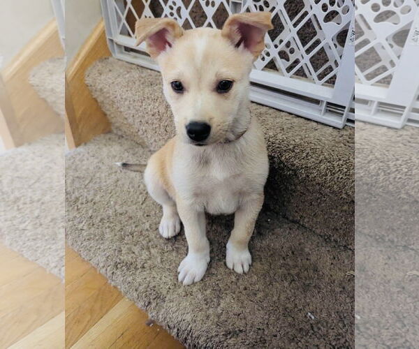 Medium Photo #1 Labsky Puppy For Sale in Princeton, MN, USA