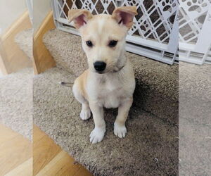 Labsky Dogs for adoption in Princeton, MN, USA