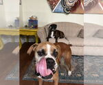 Small #7 Boxer