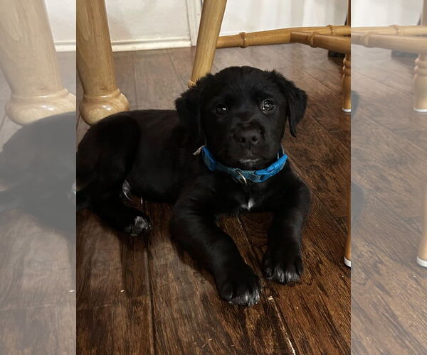 Medium Photo #3 Collie-Unknown Mix Puppy For Sale in Fort Worth, TX, USA