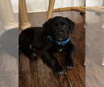 Small #2 Collie Mix