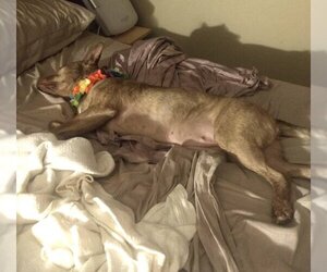 Coco - Female - Mix Dog for Adoption - Photo #10