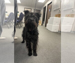 Mutt Dogs for adoption in El Centro, CA, USA