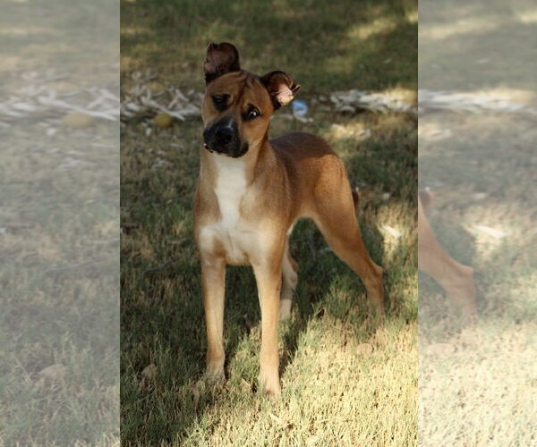 Medium Photo #3 Boxer-Siberian Husky Mix Puppy For Sale in El Centro, CA, USA