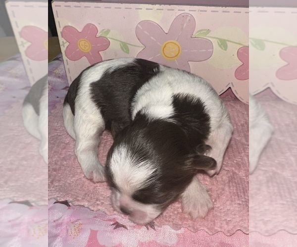 Medium Photo #3 Maltipoo (Miniature)-Shih Tzu Mix Puppy For Sale in MIDDLEBURG, FL, USA