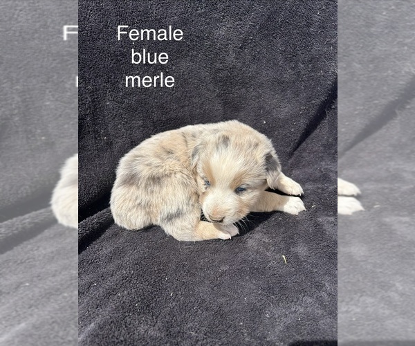 Medium Photo #4 Australian Shepherd Puppy For Sale in COTOPAXI, CO, USA