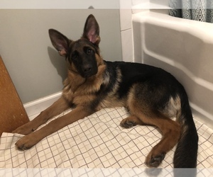 German Shepherd Dog Puppy for sale in WESTCHESTER, IL, USA