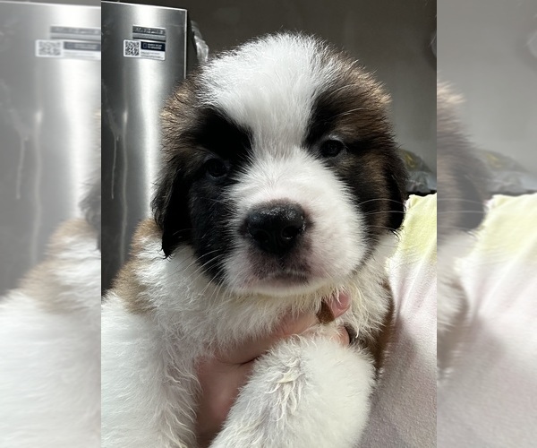 Medium Photo #2 Saint Bernard Puppy For Sale in PROSPER, TX, USA