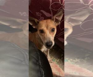 Chihuahua-Unknown Mix Dogs for adoption in MIDWAY, UT, USA