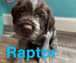 Puppy 2 Wirehaired Pointing Griffon