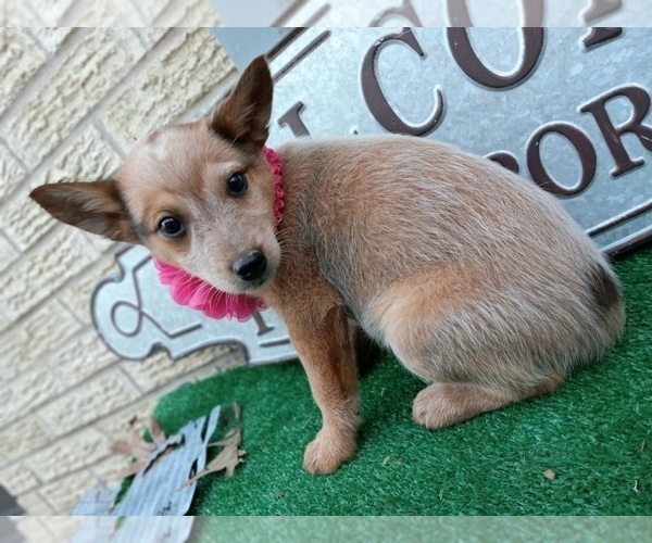 Medium Photo #3 Australian Cattle Dog Puppy For Sale in CARTHAGE, TX, USA