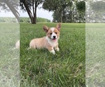 Puppy Lilly Pembroke Welsh Corgi