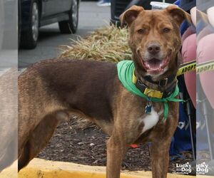 Raybans - Male Labrador Retriever-Unknown Mix Dog for Adoption - Photo #9