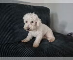 Small #3 Bichon Frise Mix