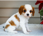Puppy Mira Cavalier King Charles Spaniel