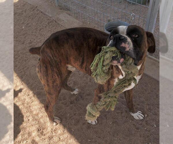 Medium Photo #3 Boxer Puppy For Sale in Lancaster, CA, USA