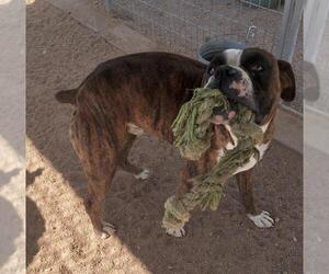 Chili - Male Boxer Dog for Adoption - Photo #3