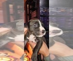 Puppy Puppy 4 American Staffordshire Terrier