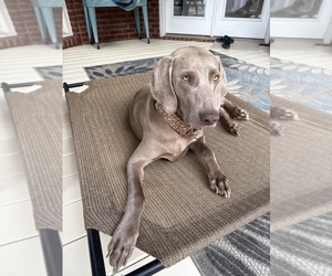 Mother of the Weimaraner puppies born on 04/24/2025
