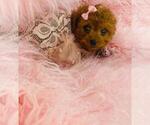 Puppy Puppy 8 Poodle (Toy)