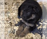 Small German Shepherd Dog