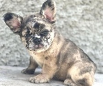 Small Photo #2 French Bulldog Puppy For Sale in ANDERSONVILLE, TN, USA