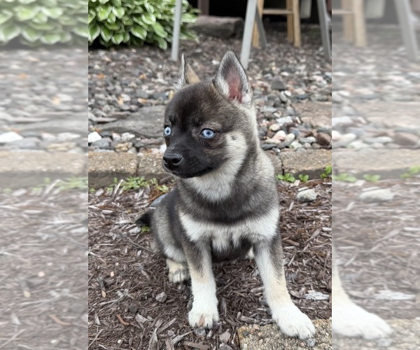 Medium Photo #17 Alaskan Klee Kai-Pomsky Mix Puppy For Sale in ATHENS, WI, USA