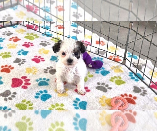 Medium Photo #11 Havapoo Puppy For Sale in ORO VALLEY, AZ, USA