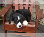 Puppy Olympia Bernese Mountain Dog