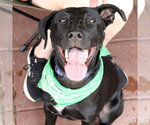 Small #8 Labrador Retriever Mix