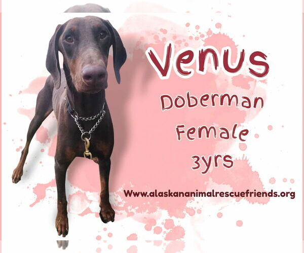 Medium Photo #1 Doberman Pinscher Puppy For Sale in Anchorage, AK, USA