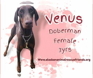 Doberman Pinscher Dogs for adoption in Anchorage, AK, USA
