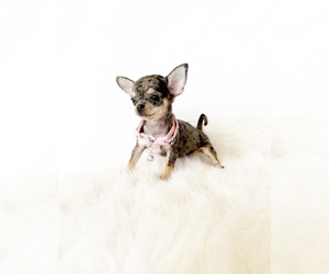 Chihuahua Puppy for Sale in SACRAMENTO, California USA