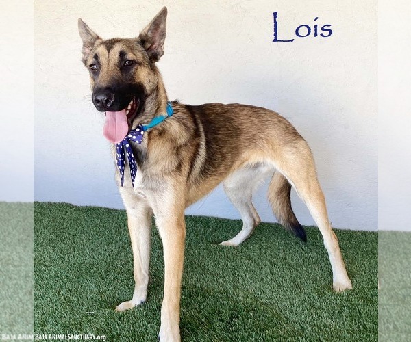 Medium Photo #5 German Shepherd Dog-Unknown Mix Puppy For Sale in San Diego, CA, USA