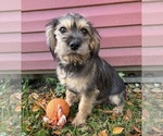 Tia - Female Schnoodle (Miniature) Puppy for Sale - Photo #5