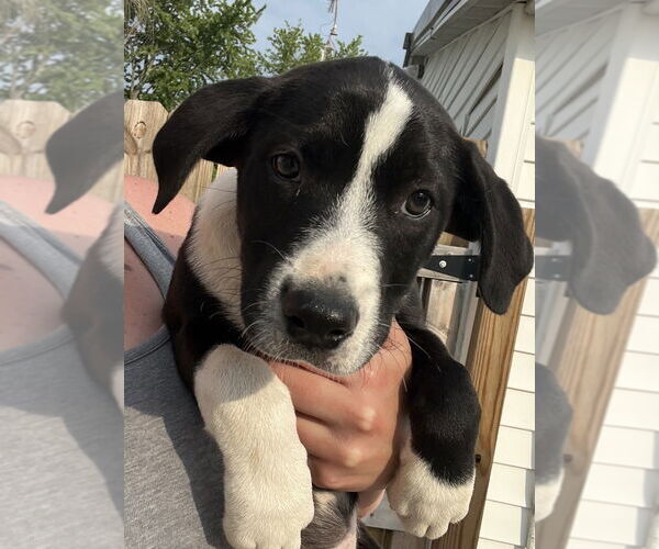 Medium Photo #4 Australian Shepherd-Great Pyrenees Mix Puppy For Sale in Aurora, IN, USA