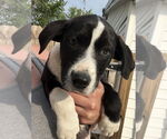 Small #3 Australian Shepherd-Great Pyrenees Mix