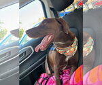 Small #6 Labrador Retriever Mix