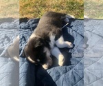 Small Photo #5 Labrador Retriever-Wolf Hybrid Mix Puppy For Sale in GASSVILLE, AR, USA
