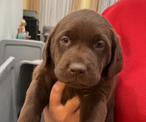 Labrador Retriever Puppy for sale in RIVERVIEW, FL, USA