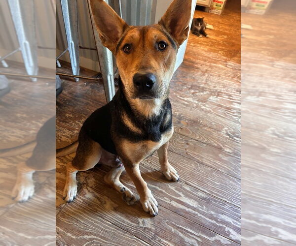 Medium Photo #2 Mutt Puppy For Sale in FRAMINGHAM, MA, USA