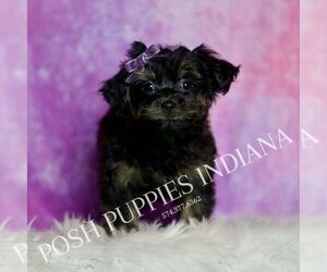 Medium Yorkipoo