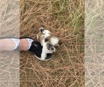 Small Photo #71 Shih Tzu Puppy For Sale in VENETA, OR, USA