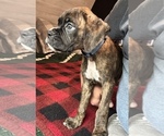 Small #12 Boxer