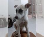 Small German Shepherd Dog Mix