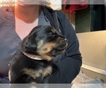 Small Photo #19 Rottweiler Puppy For Sale in GREEN SPRINGS, OH, USA