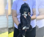 Small #6 Sheepadoodle