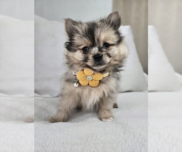 Medium Photo #10 Pomeranian Puppy For Sale in BRONSON, MI, USA