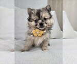 Small Photo #10 Pomeranian Puppy For Sale in BRONSON, MI, USA