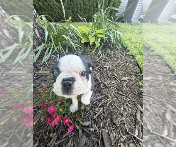 Medium Photo #11 Boston Terrier Puppy For Sale in FREDONIA, KS, USA